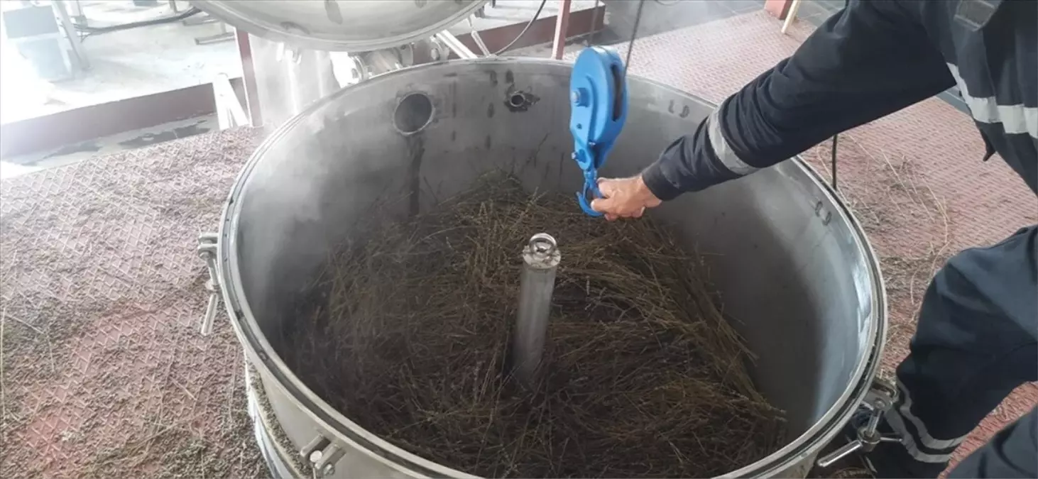 DPÜ’de Lavanta Yağı Hasadı Yapıldı