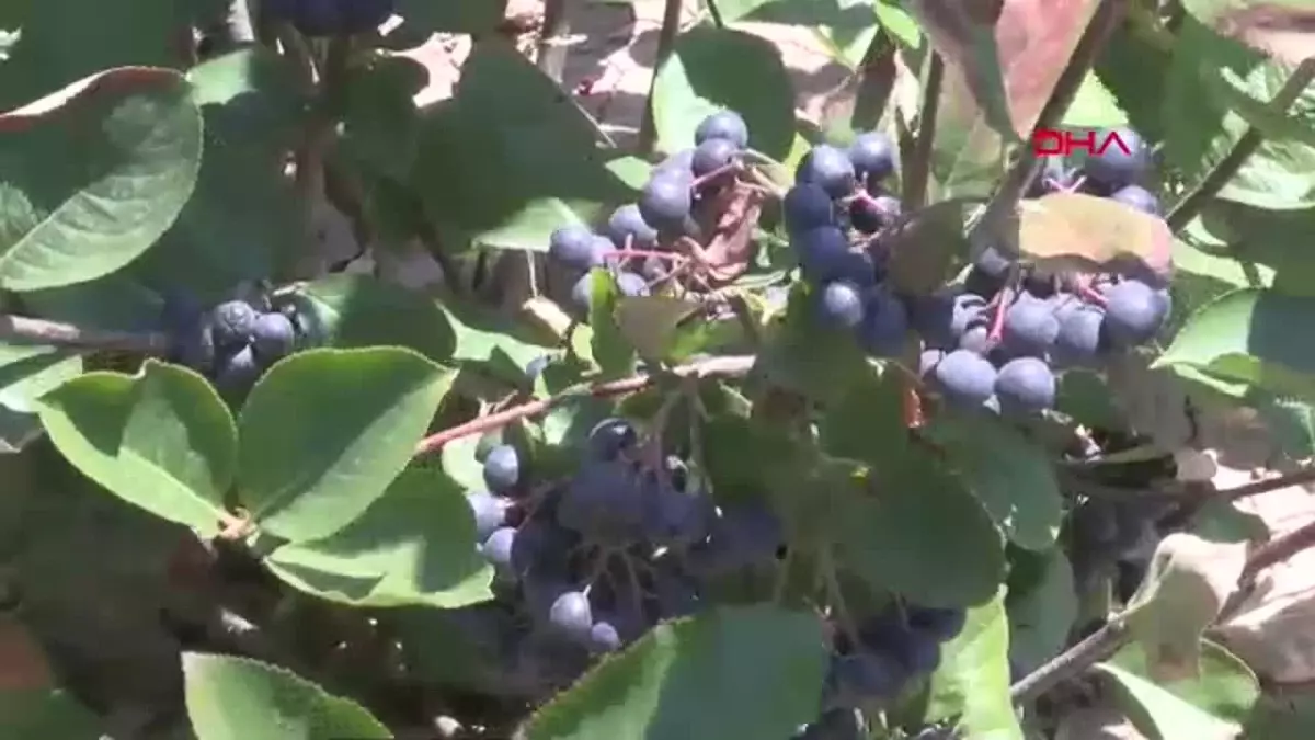 Tokat’ta Aronya Hasadı Başladı