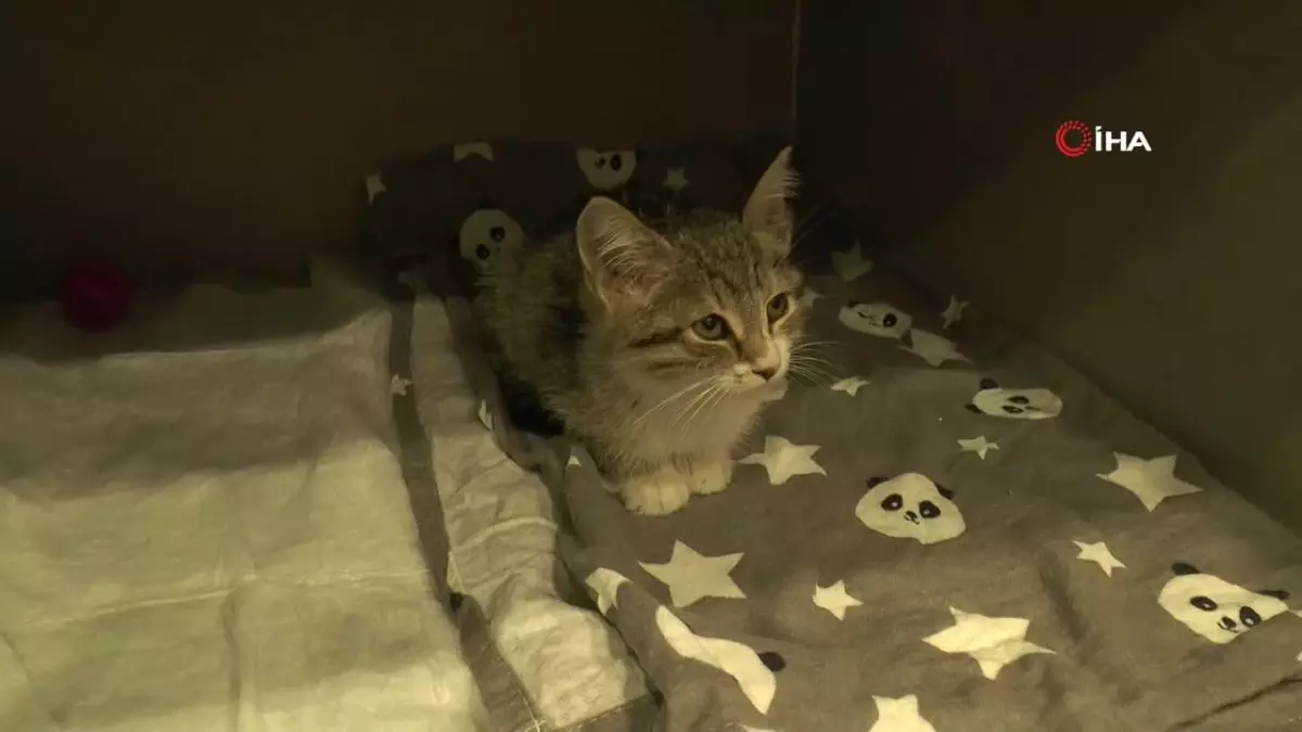 Yavru Kedi, Yemek Borusu Hastalığı Nedeniyle Tavuk Sesi Çıkartıyor