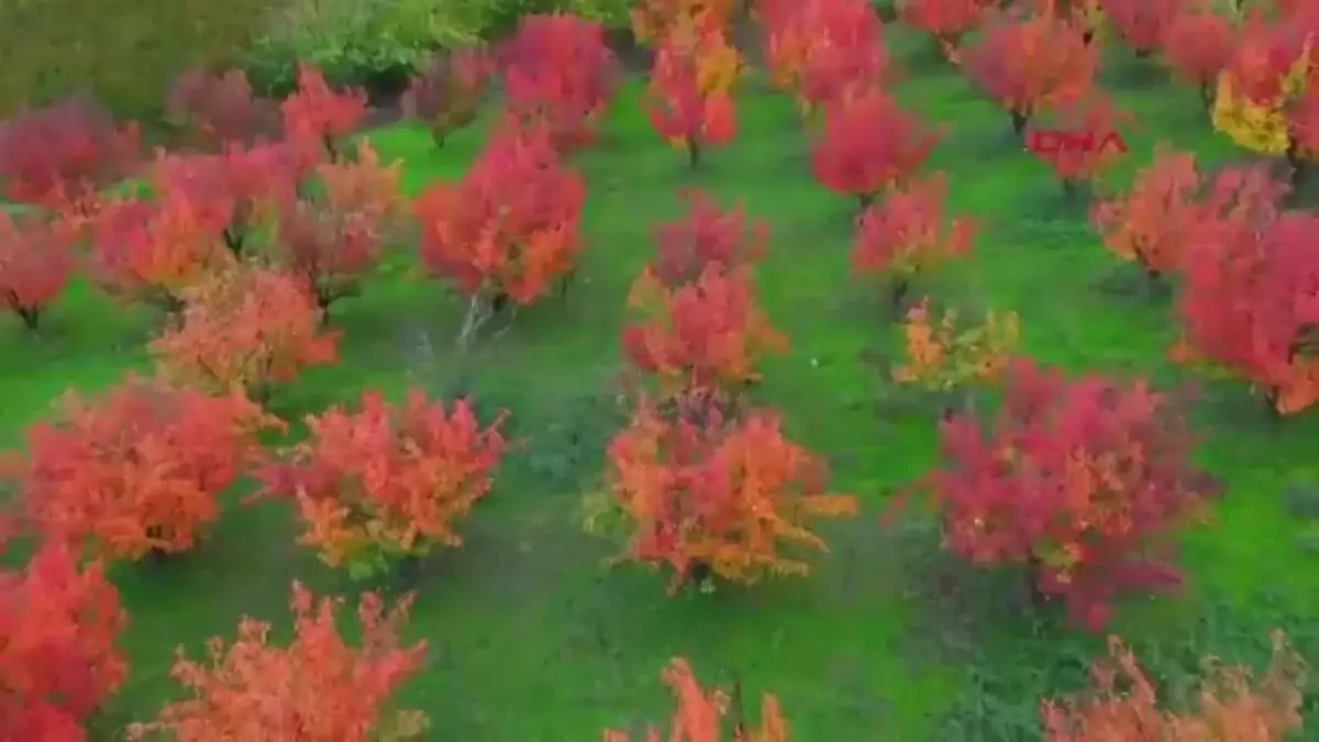 İnegöl’deki Sonbahar Renkleri