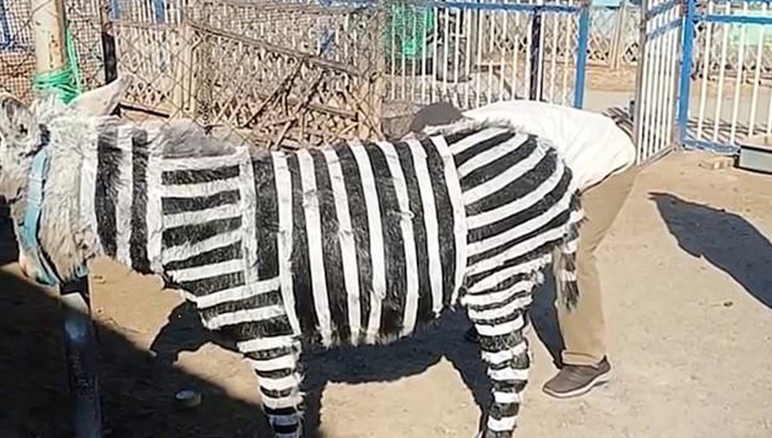 Zebra bulamadılar, eşekleri boyadılar: “Yalnızca pazarlama stratejisi”